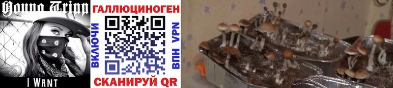 Галлюциногенные грибы MAGIC MUSHROOMS  Алдан 